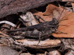 Acrotylus insubricus