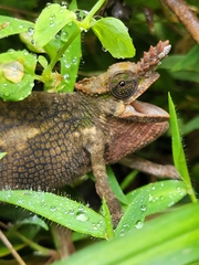 Chamaeleonidae