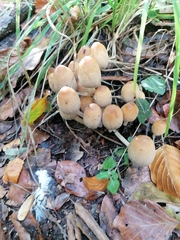 Coprinellus micaceus
