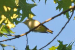 Vireo olivaceus