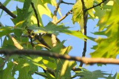 Vireo olivaceus
