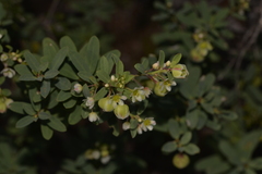 Phyllanthus calycinus