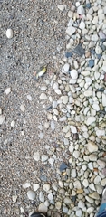 Geothlypis trichas