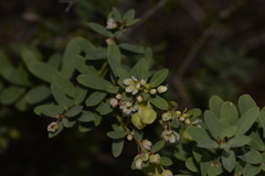 Phyllanthus calycinus