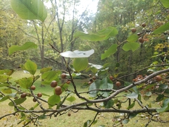 Pyrus cordata