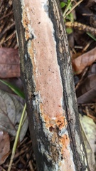 Steccherinum nitidum