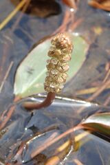 Potamogeton nodosus