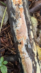 Steccherinum nitidum