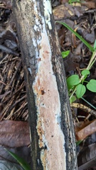 Steccherinum nitidum