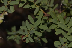 Phyllanthus calycinus