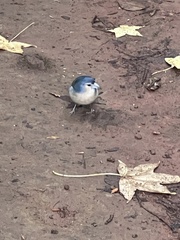 Fringilla coelebs moreletti