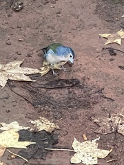 Fringilla coelebs moreletti