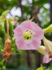 Nicotiana