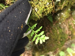 Cryptogramma stelleri