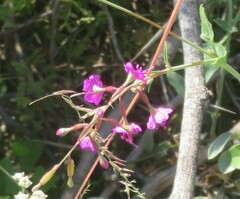 Cyphomeris gypsophiloides