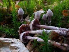 Cortinarius flexipes