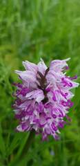 Orchis simia