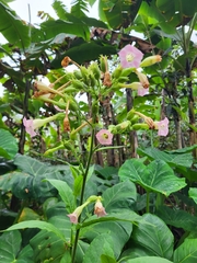 Nicotiana