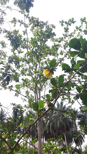 Image of Limahlania crenulata by (c) Ong Jyh Seng, some rights reserved (CC BY-SA)