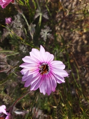 Monsonia speciosa