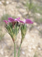 Dianthus balbisii liburnicus