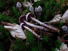 Cortinarius flexipes