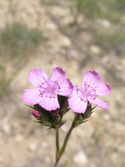 Dianthus balbisii liburnicus