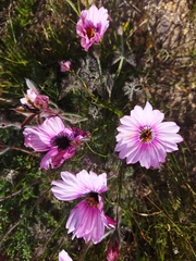 Monsonia speciosa