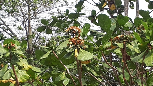 Image of Limahlania crenulata by (c) Ong Jyh Seng, some rights reserved (CC BY-SA)