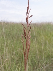 Saccharum baldwinii