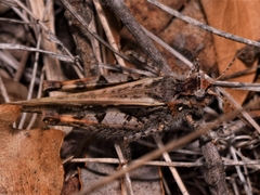 Acrotylus insubricus