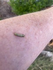 Evergestis rimosalis