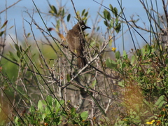 Pycnonotus capensis