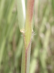Saccharum baldwinii