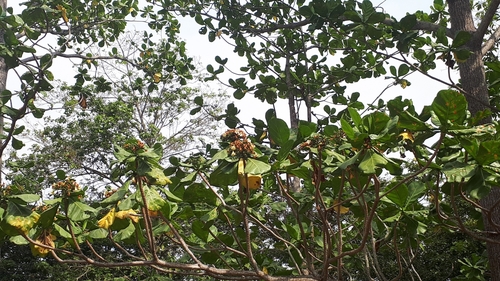 Image of Limahlania crenulata by (c) Ong Jyh Seng, some rights reserved (CC BY-SA)