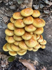 Pholiota aurivella