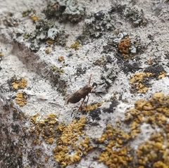 Asiraca