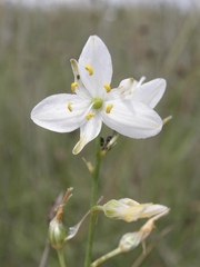 Anthericum liliago