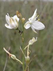 Anthericum liliago