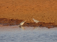 Streptopelia capicola damarensis