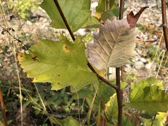 Karpatiosorbus latifolia