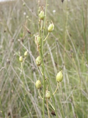 Anthericum liliago