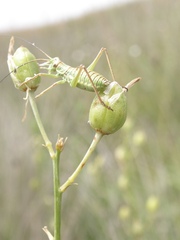 Anthericum liliago