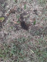 Magnolia grandiflora