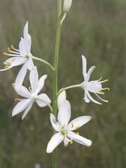 Anthericum liliago