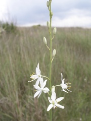 Anthericum liliago