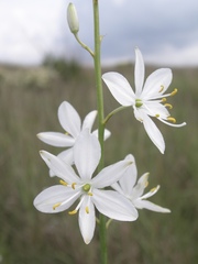 Anthericum liliago