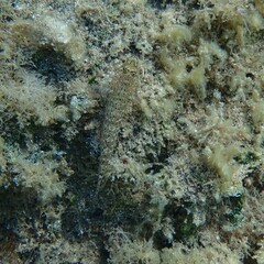 Gobius incognitus