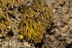 Pelvetia canaliculata