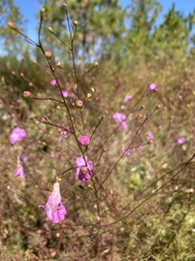 Agalinis filifolia